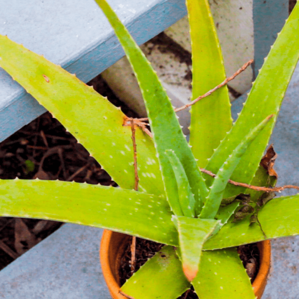 aloe vera plant on porch steps