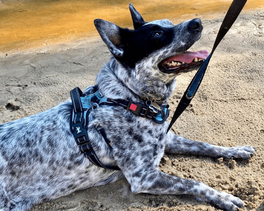 Black and white Australian cattle dog sitting on the sand at the beach
